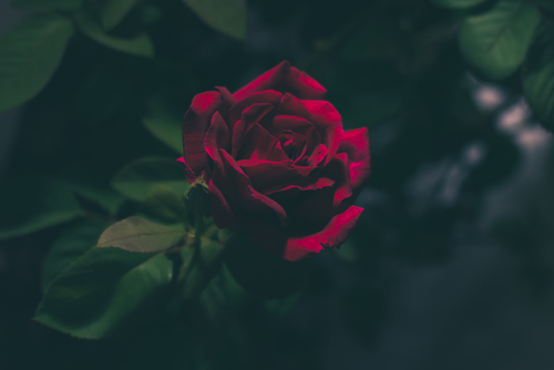 Bloed-rode roos van dichtbij