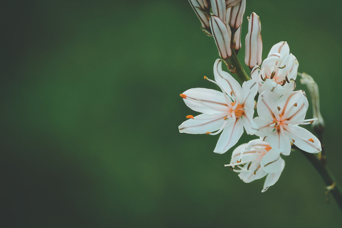 Fiori bianchi su un ramo