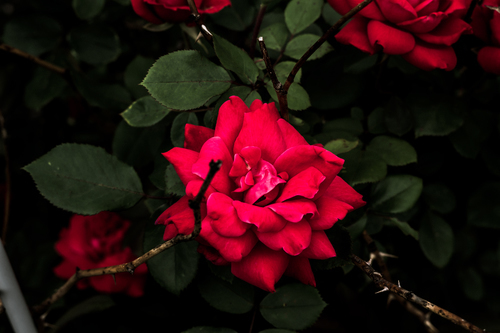 Blooming rose bush