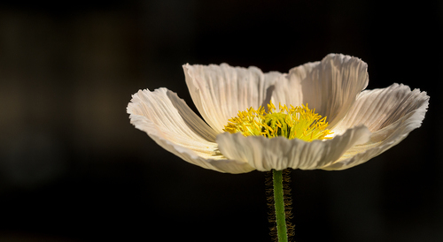 Blooming white flower