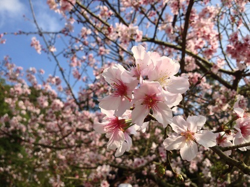 Beautiful blossomed flowers