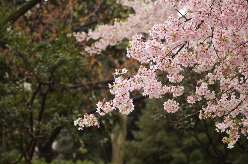 Parcul roz blossom