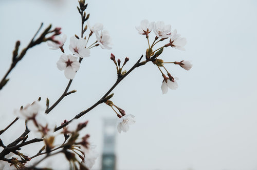 Bílé květy na jaře