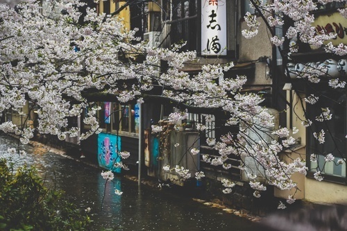 Blossom over a wet street