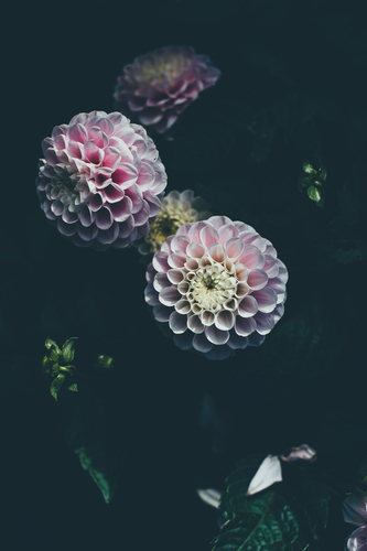 Blommande rosa dahlia
