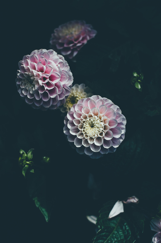 Blossoming pink dahlia