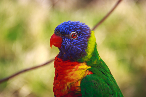 Modré, červené a zelené papoušek