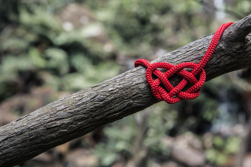 Cuerda roja en árbol