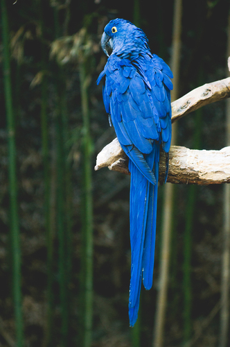 Papagaio azul