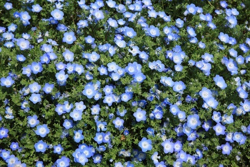 Blue flax bed