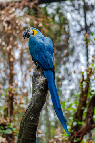 Macaw blu