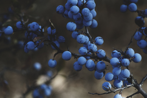 Blueberries in a tree