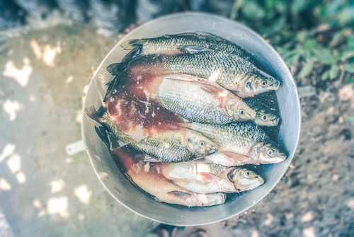 Pêcher dans le plat