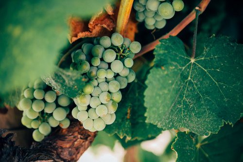 Виноград і Вино виноградне
