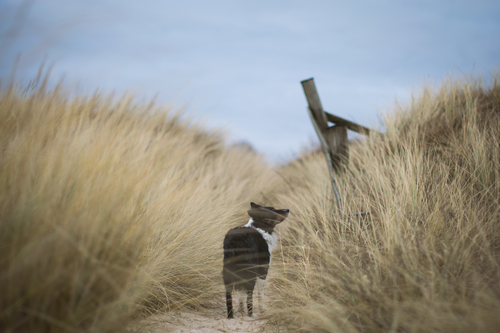 Hund i högt gräs