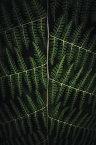 Green plant image