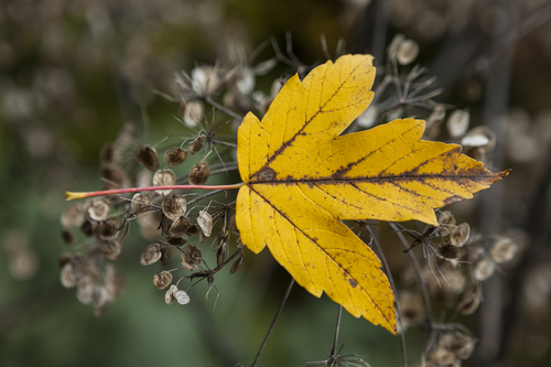 Yellow fallen leaf