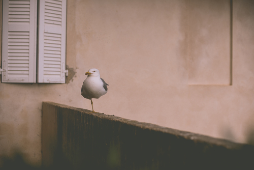 Seagull under fönstret