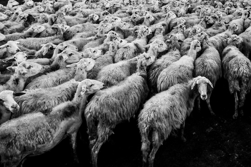 Стадо овец