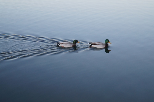 Pair of ducks swimming