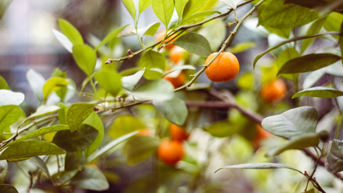 Árvore de tangerinas