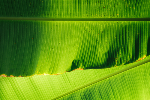 Fotografická makra s zelenou listovou