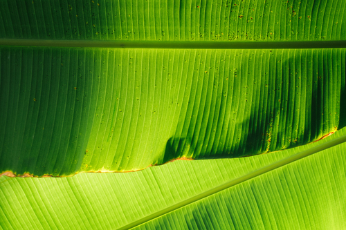 Foto della macro foglia verde