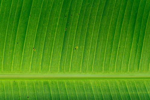 Zoomed in leaf