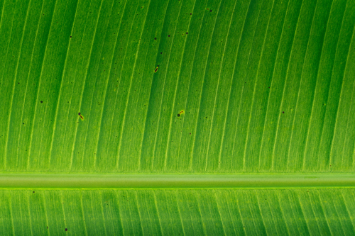 Zoom en feuille