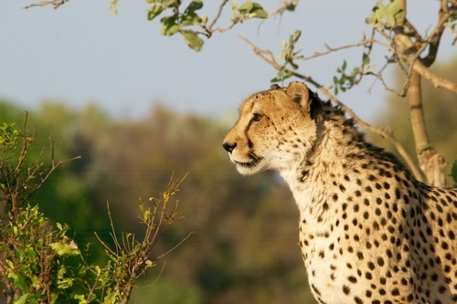 Sitting cheetah