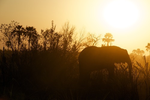 Elefant i Botswana