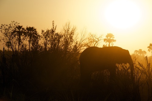 Olifant in Botswana