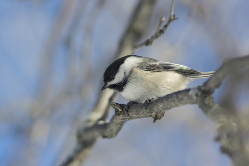 Tiny bird on branch