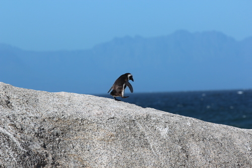 Tux in Boulders Beach, Cape Town, Zuid-Afrika (Unsplash) .jpg