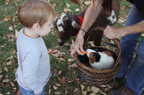 Kid, hamster and a goat