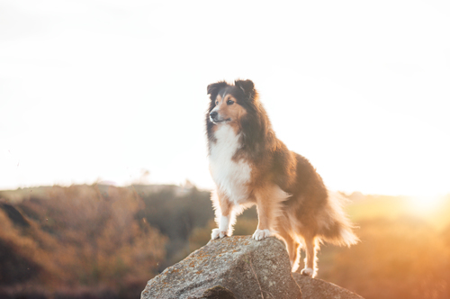 Собака на скелі