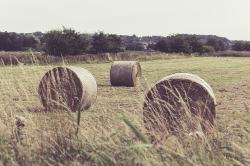 Bales of hey