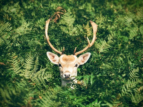 Cerf avec un pic des arbres