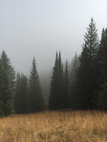 Foggy evergreen woods