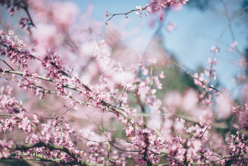 Pink blossom on branches