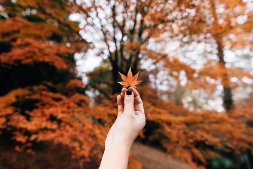 Single red leaf