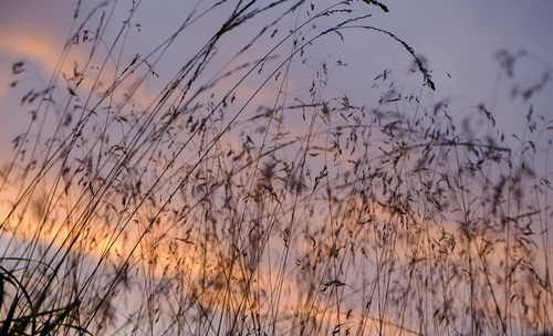 Grama alta com céu pôr do sol