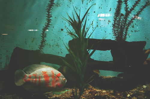Fish in tank