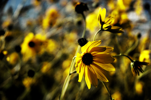 Gedroogde zonnebloemen