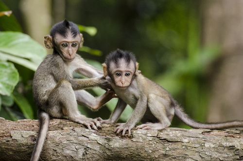 Casal de macacos