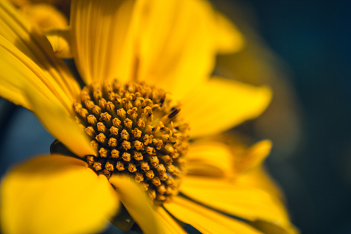 Zářivě žlutý květ