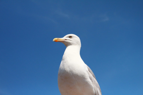 Seagull under blue sky