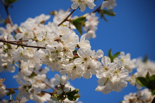 White blossom under blue sky