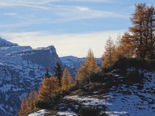 Conifere marrone in the montagne innevate (Unsplash). jpg