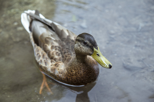 Brown duck swimming in pond